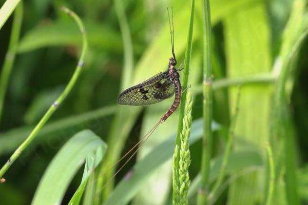 A delicate looking light brown and black Mayfly with intricate lace patterned wings is at rest on a blade of grass.