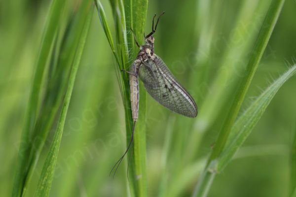 A cream to beige coloured Mayfly at rest in the grass displaying its three long tails and delicate lace like wings. 